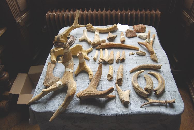 Artefacten uit de vuursteenmijn: gewei, slagtanden en een hoornpit uit de collectie van de dominicanen